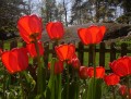 Rote Tulpen