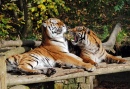 Spielende Tiger, Dudley Zoo