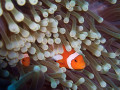 Anemonenfische