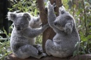 Ein Paar Koalabäre