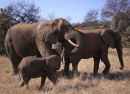 Elefanten am Glen Afric