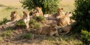 Löwen nehmen ein Sonnenbad