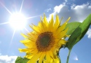 Sonne, Blume