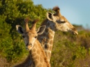 Giraffen Porträt, Ostkap, Südafrika