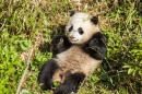 Bao Bao der Panda im Nationalzoo