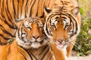Malaysia-Tiger im Jacksonville Zoo