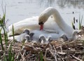 Schwan hütet seine Familie