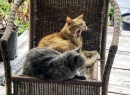 Katzen im Hinterhof