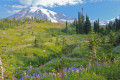 Mount Rainier, Skyline Wanderweg