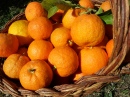 Orangen Ernten