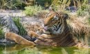 Königstiger nimmt ein Bad