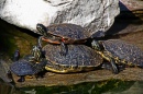 Schildkröten in der Sonne