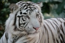 Weißer Bengal-Tiger