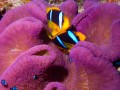 Anemone Fisch, Taveuni Insel, Fidschi