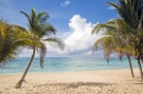 Strand Palm Trees, Riviera Maya