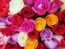 Rosen von Vielen Farben