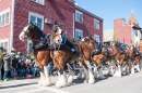 25 Clydesdales in Süd Boston Parade