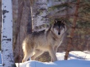 Wolf Entdeckt Auf Der Biosphere Expedition