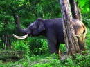 Wayanad Wildschutzgebiet, Indien