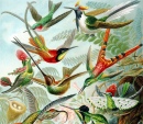 Kolibri Von Der 
