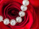 Rose und Perlen