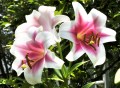 Lilien