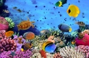 Korallenkolonie, Rotes Meer, Ägypten