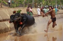 Traditionelles Büffelrennen in Indien