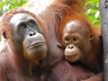 Orang-Utans, Semanggoh Tierwelt-Zentrum