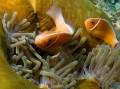 Anemonenfisch, Taveuni, Fidschi