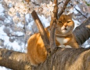 Katze Ginger und Kirschblüten