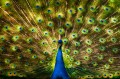 Pfau im Toronto-Zoo