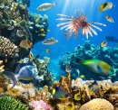 Tropische Fische im Korallenriff