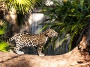 Junger Jaguar