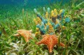 Unterwasserwelt mit Schwämmen und Seesternen