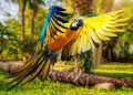 Ara-Papagei