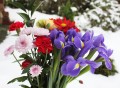 Blumen im Schnee