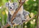 Australischer Koala-Bär