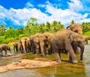 Elefantengruppe im Wasser, Sri Lanka
