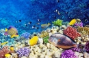 Koralle und Fische, Rotes Meer, Ägypten
