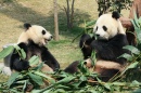 Zwei Riesenpandas essen