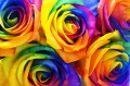 Regenbogen Rose
