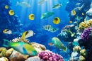 Tropische Fische in einem Korallenriff
