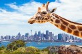 Giraffe im Sydney-Zoo