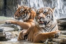 Tiger nehmen ein Bad