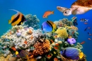 Tropische Fische und Schildkröte auf einem Korallenriff