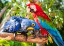 Ein Paar bunte Macaws