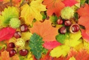 Herbstblätter und Kastanien