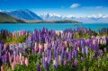 Bergsee mit blühenden Lupinen