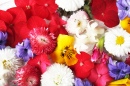 Frische Frühlingsblumen